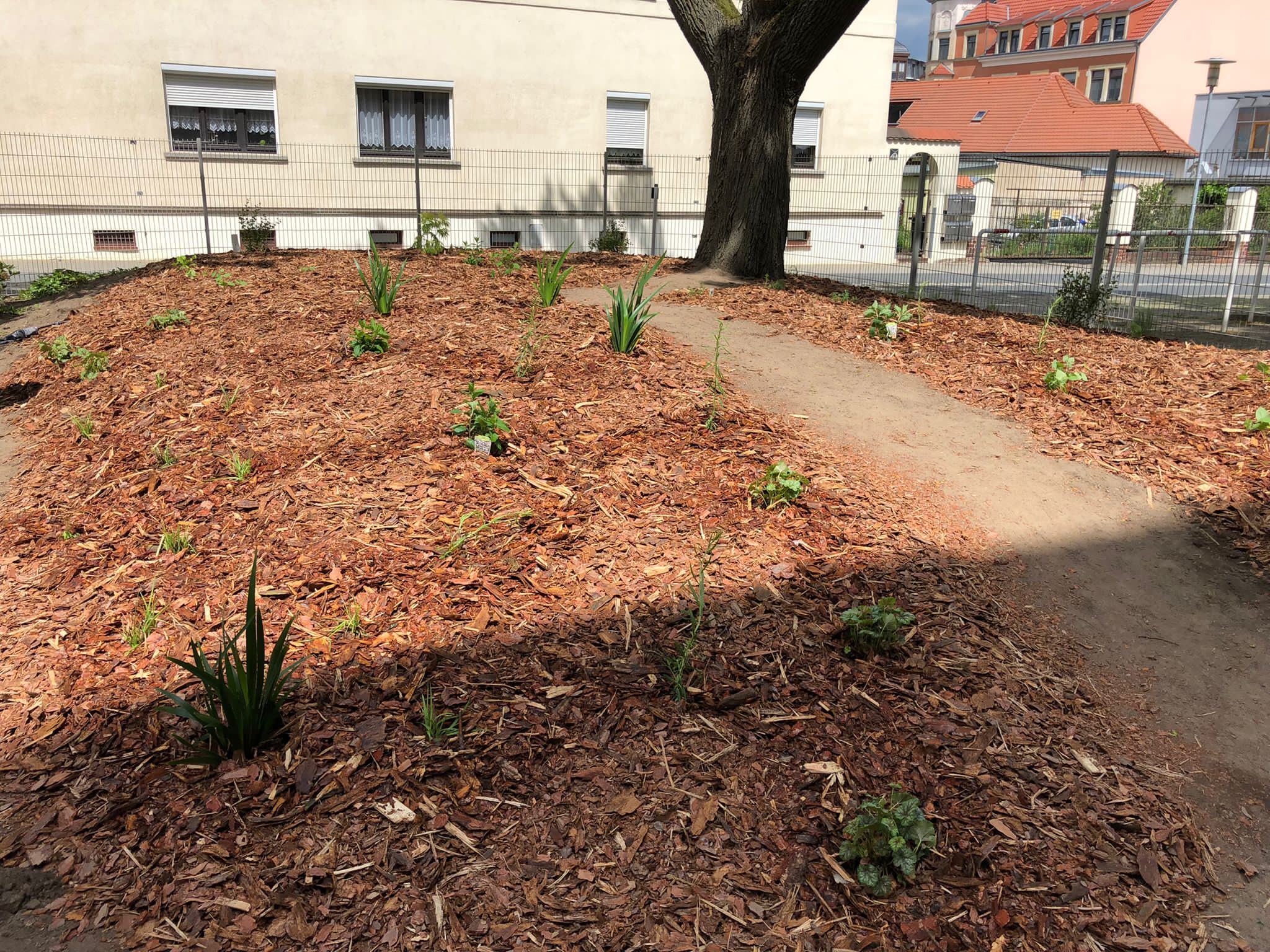 Bepflanzungsaktion des GreenTeams HumboldtGymnasium Radeberg
